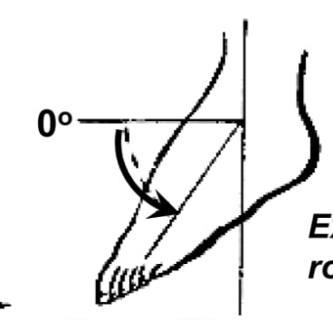 <p>Ankle plantarflexion</p>