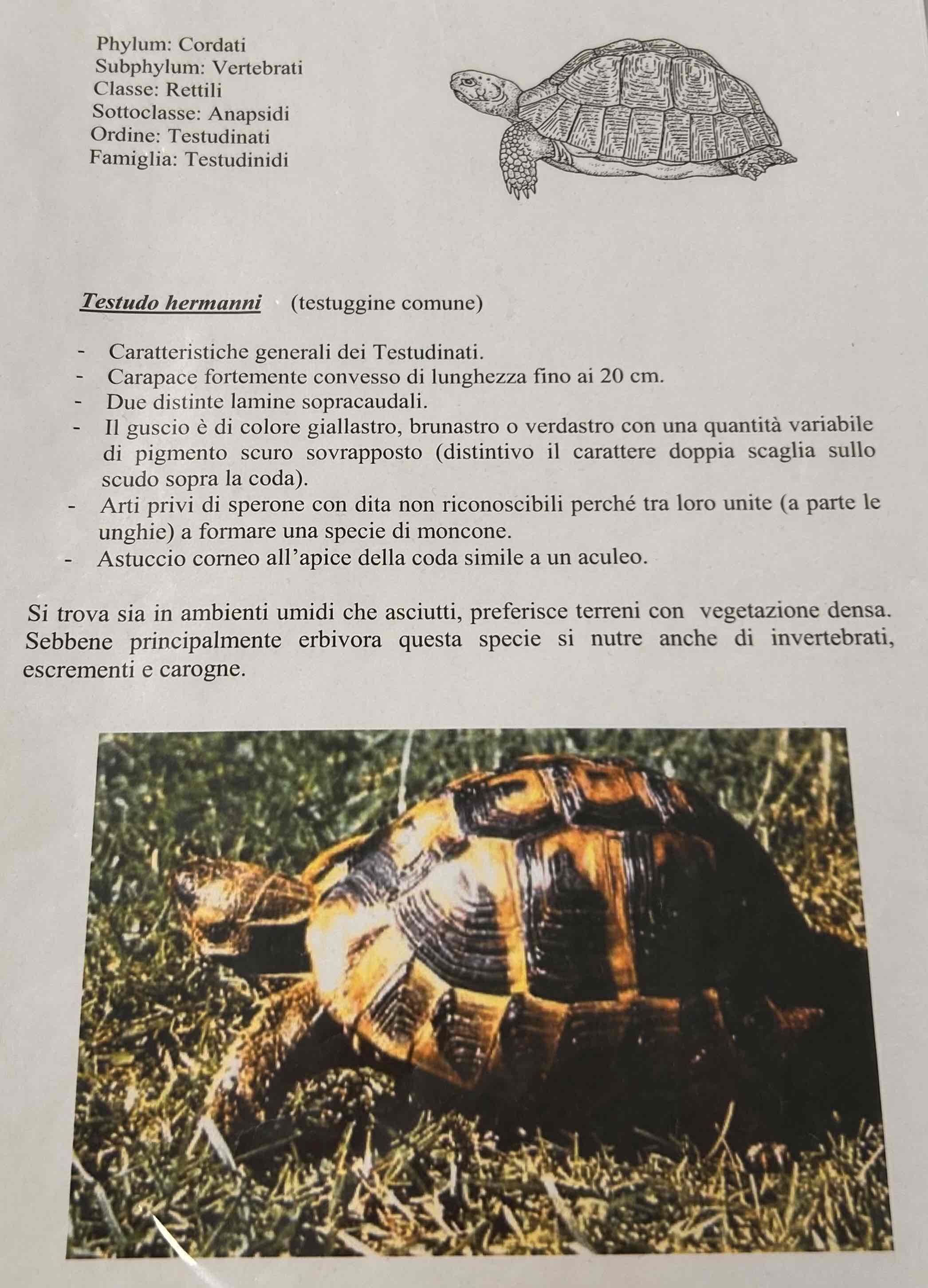 <p>Cordati</p><p style="text-align: start">Vertebrati</p><p style="text-align: start">Gnatostomi</p><p style="text-align: start">Tetrapodi</p><p style="text-align: start">Rettili</p><p style="text-align: start">Cheloni</p><p style="text-align: start">Testudinato hermanni (testuggine comune)</p>