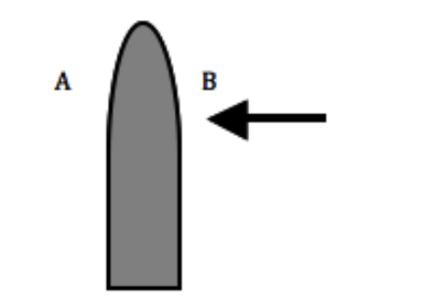 <p>Option 4:</p><p>Auxin concentration will increase on the shady side, causing the cell walls to loosen and cells to elongate on the shady side (A), resulting in a bend toward the sun.</p>