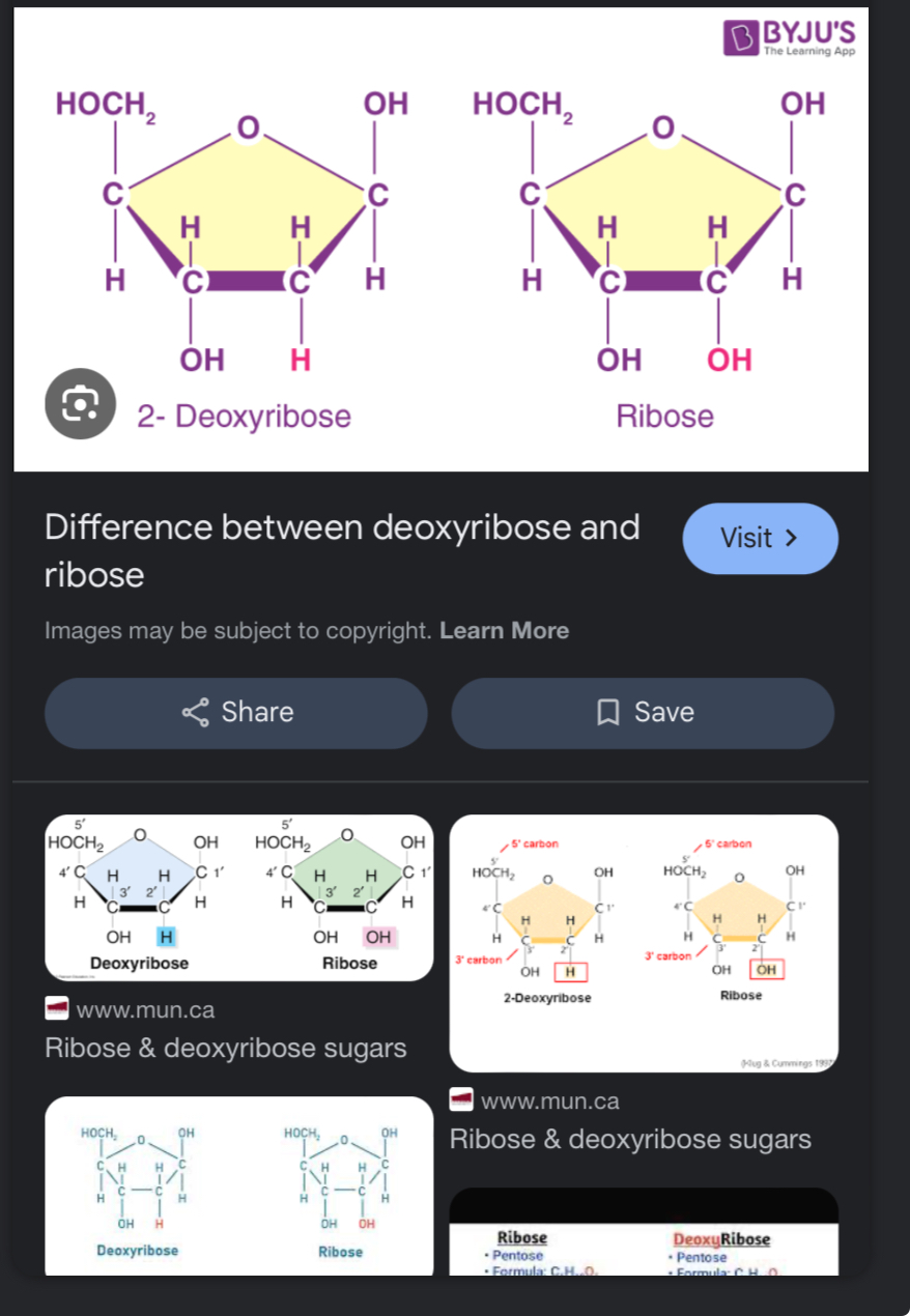 <p>PO4²- phosphate group </p><p>Inorganic </p><p>Acidic </p><p>Negatively charged </p><p></p><p>PENTOSE SUGAR (ribose etc)</p><p></p><p>Nitrogenous base which is an organic molecule with 1-2 carbon rings </p>