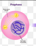 <p>Identical chromosomes called sister chromatids pair up (2 chromatids = 1 chromosome) and are joined at the centromere. The centrosomes move to opposite poles and spindle fibers form.</p>