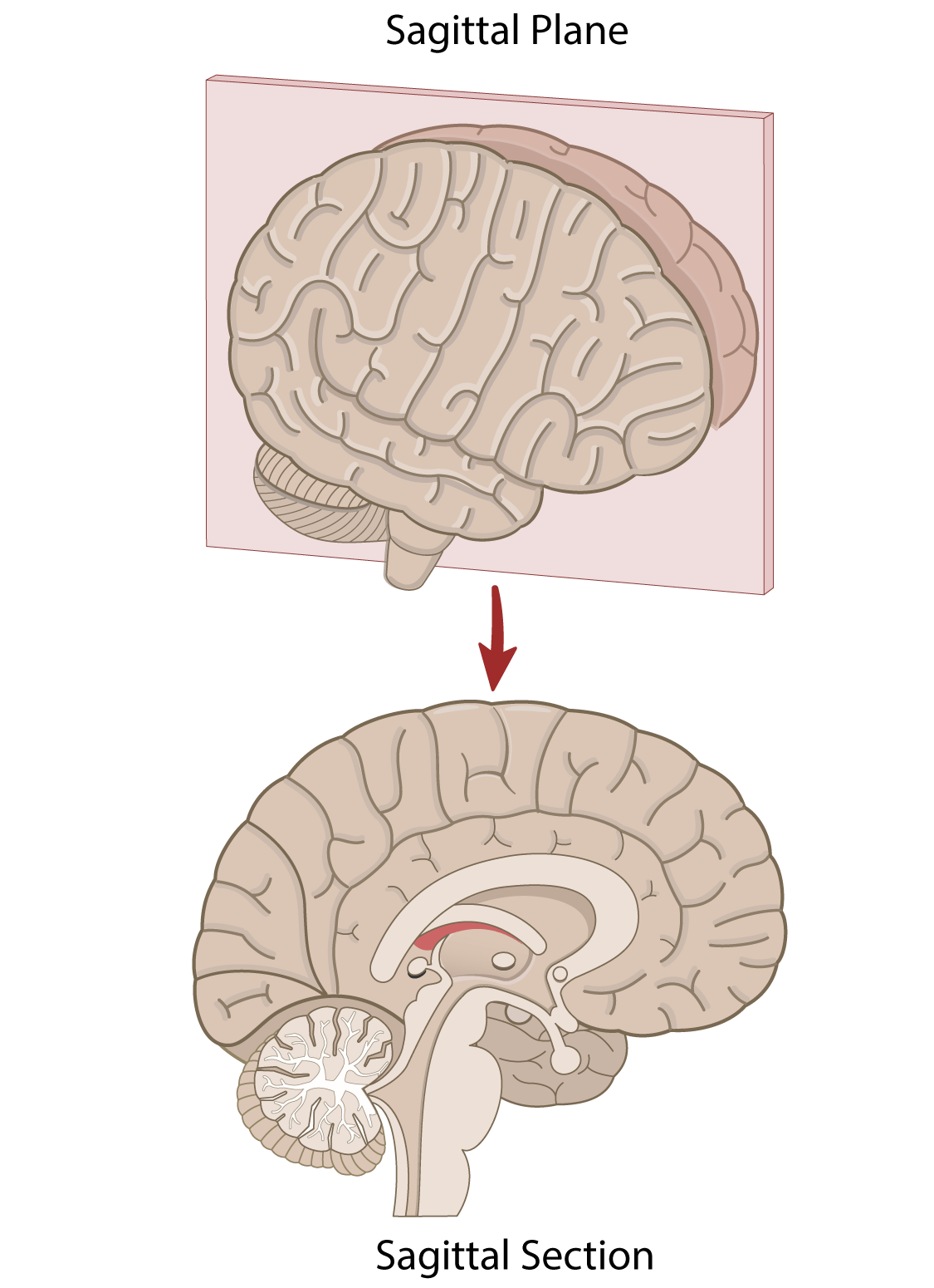 <p>Shows brain structures as seen from the side</p>