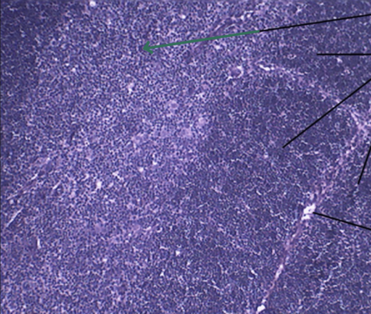 <p>gland and structure</p>