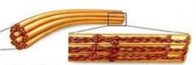 <p><span>support nuclear envelope, cell-cell junctions</span></p>