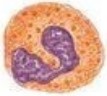 <ul><li><p>% IN BLOOD:</p><ul><li><p><span style="font-family: "Times New Roman", serif">1–4%</span></p></li></ul></li><li><p>SUBTYPES/NICKNAMES:</p><ul><li><p><span style="font-family: "Times New Roman", serif">“Anti-parasitic cells”</span></p></li></ul></li><li><p>PRIMARY FUNCTION(S):</p><ul><li><p><span style="font-family: "Times New Roman", serif">Kill parasites, combat effects of allergies, modulate inflammation</span></p></li></ul></li></ul><p></p>