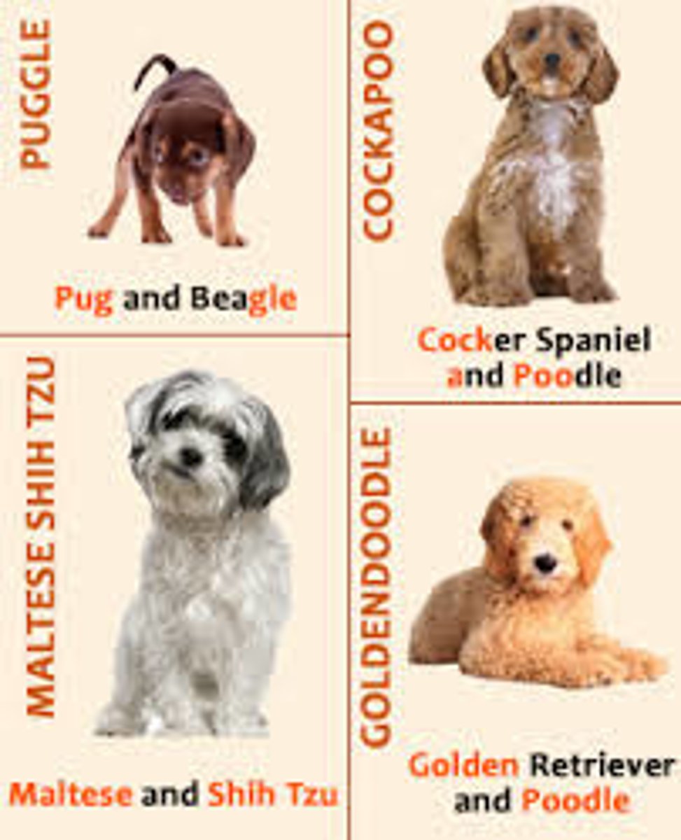 <p>the selective breeding of organisms by humans for specific characteristics (for example, breeding hypoallergenic dogs) (pro: food that can grow in harsh conditions) (con:can decrease genetic diversity)</p>