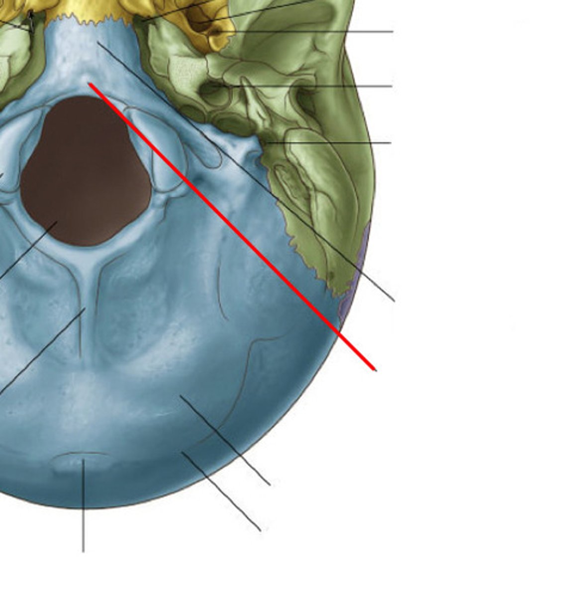 <p>eminence on basilar part, attachment for pharyngeal</p>