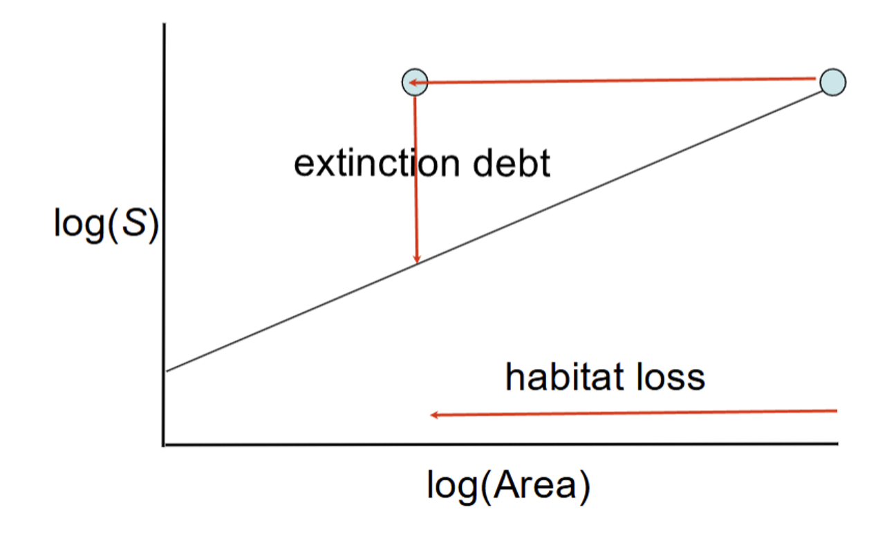 <p>Extinction Debt </p>