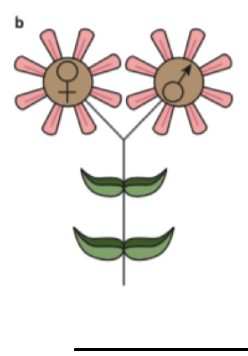 <p>Identify the type of plant and what it signifies</p>