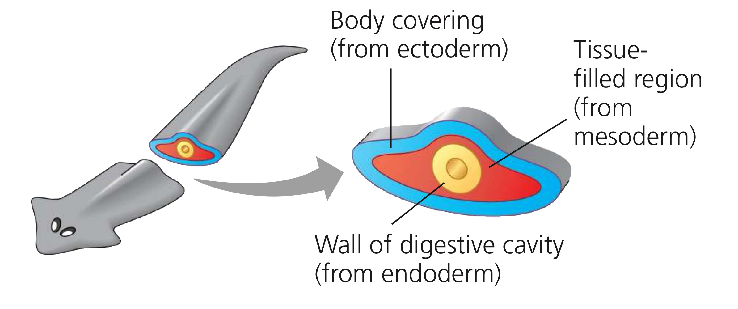 <p>Animals with no cavity, but using diffusion across their body’s surface as their transport mechanism.</p>