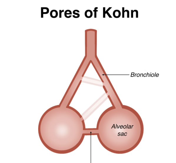 <p>pores of kohn</p>