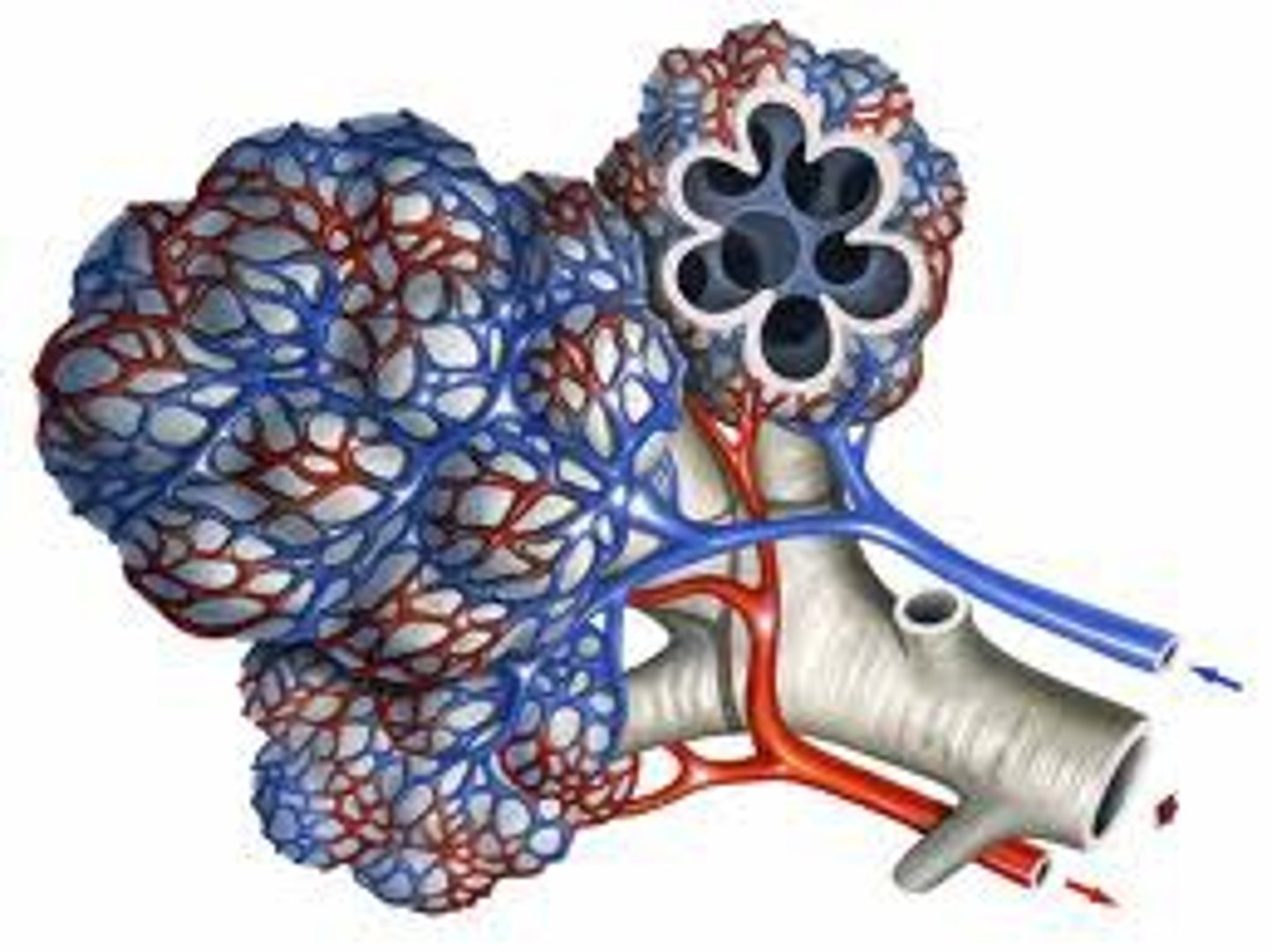 <p>An interconnecting network of capillaries surrounding the alveoli for optimised gas exchange</p>