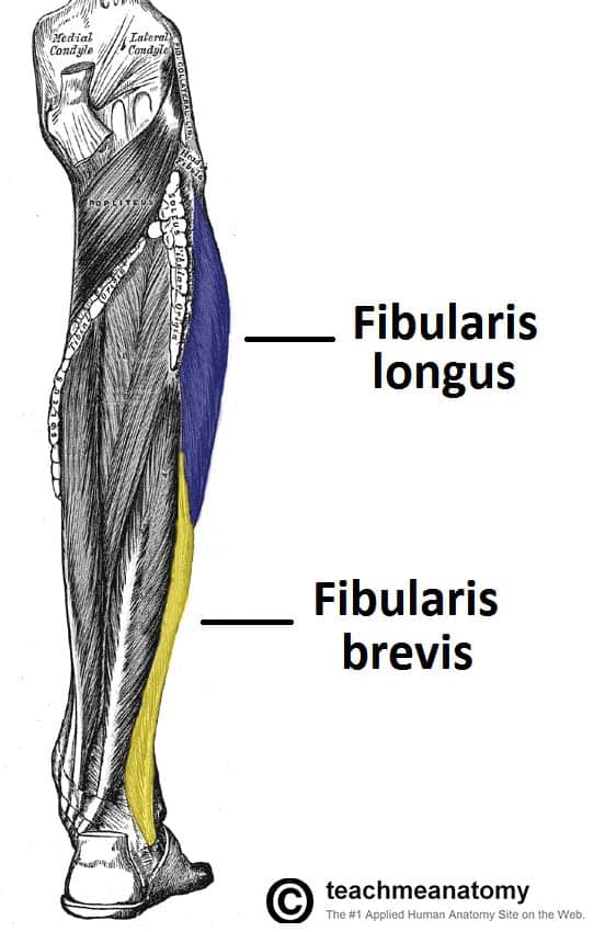 <ul><li><p>lateral leg</p><ul><li><p>fibularis longus</p></li><li><p>fibularis brevis</p></li></ul></li></ul><p></p>