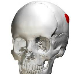 <p>prominent part of the parietal</p>
