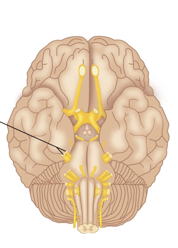 <p>Provides sensory information to the face</p>