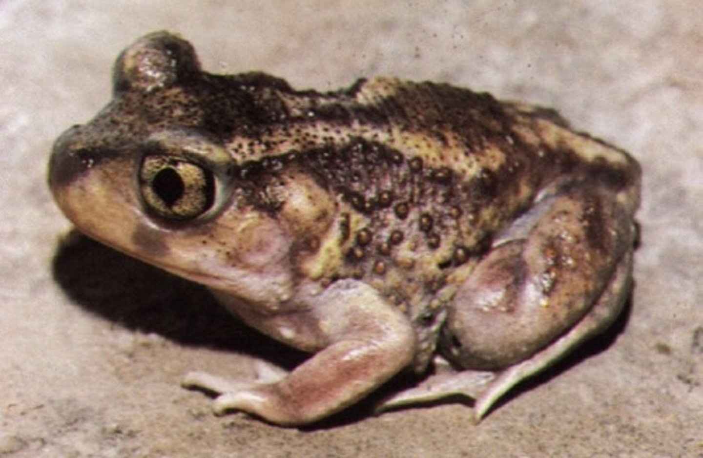 <p>Eastern Spadefoot Toad</p>