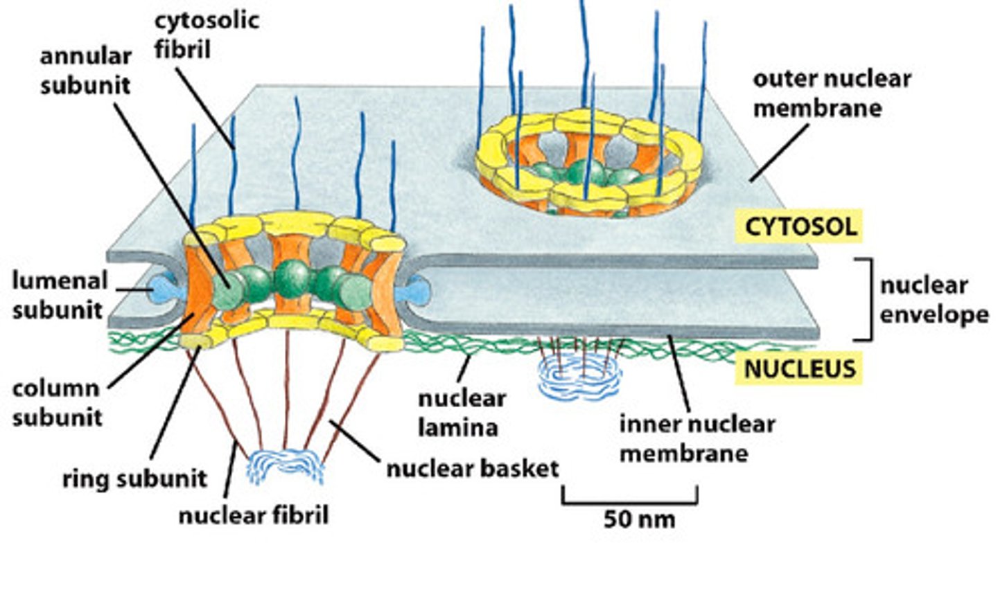 <p>∙Spans across the inner and outer membrane</p><p>∙Composed of ~30 proteins, many of which are largely disordered and unstructured--creates a fibril mesh that fills the centre of the channel and prevents the passage of molecules through it</p><p>∙Small, water-soluble molecules can pass non selectively</p>