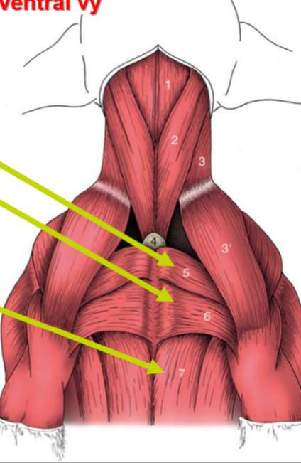 <p>Övre pilarna: Huvudmusklen, vilka delar?</p>