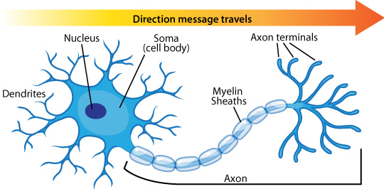 <p><span>a neuron’s often bushy, branching extensions that </span><strong><span>receive and integrate messages</span></strong><span>, conducting impulses toward the cell body</span></p>