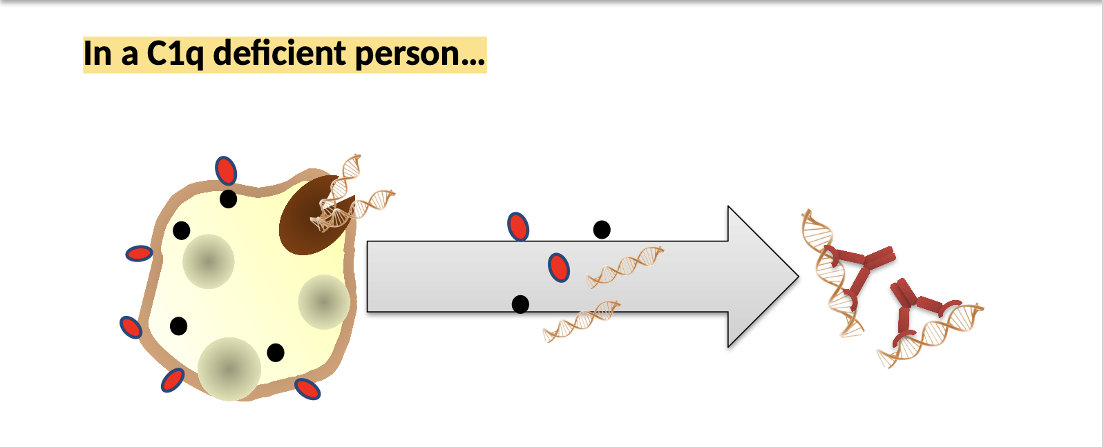 <p>Complement plays a role in the immune response and can contribute to tissue damage in SLE.</p><p><strong>In a healthy person:</strong></p><ul><li><p>C1q not only binds to antibody-antigen complex, but also to DNA and phosphatidyl serine that are exposed on the surface of apoptotic cells.</p></li><li><p>This leads to elimination of apoptotic cells via phagocytosis even without immune stimulation.<br></p></li></ul><p><strong>In a C1q deficient person:</strong></p><ul><li><p>Due to deficiency of C1q, apoptotic cells not cleared efficiently; as a result DNA from apoptotic cells released</p></li><li><p>Continuous exposure of released DNA to the immune system leads to the formation of anti-DNA (self) antibodies, which is one of the vital clinical presentations in SLE</p></li></ul><p><br></p>