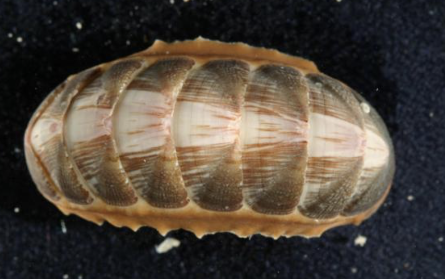 <ul><li><p>phylum mollusca </p></li><li><p>8 plates cover the dorsal surface </p></li></ul><p></p>