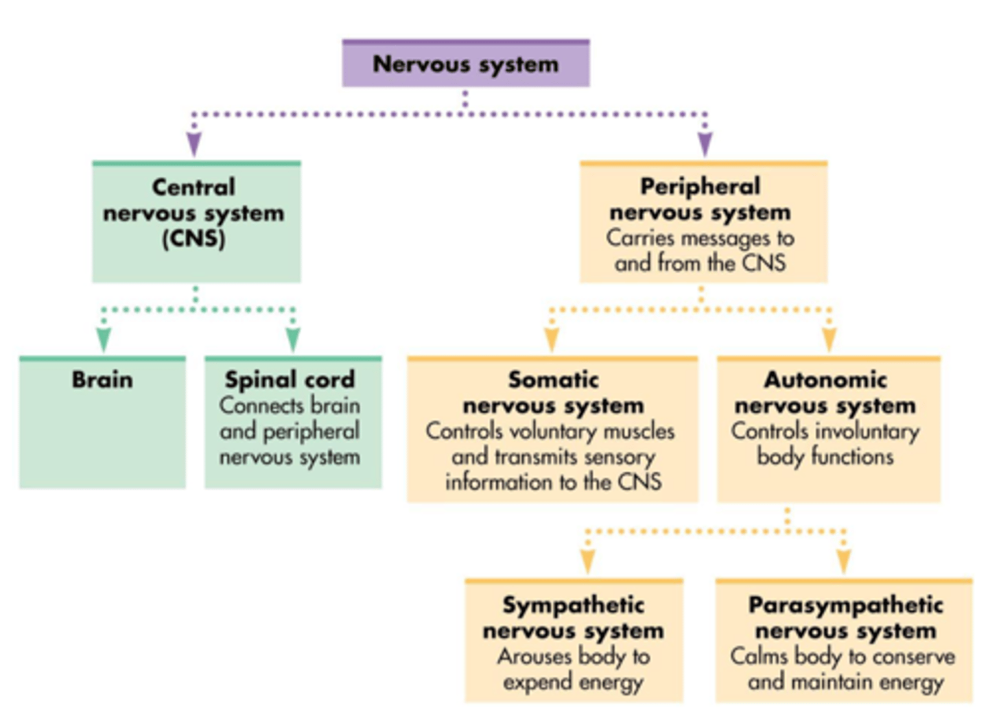 <p>1. Nervous system = divided into <b>CNS</b> (brain and spinal cord) and <b>PNS</b> (nerves and ganglia outside of the brain and spinal cord)<br><br>2. PNS = divided into <b>autonomic NS</b> (involuntary, smooth glands, involuntary bodily functions) and <b>somatic NS</b> (voluntary, allows you to sense and respond to your environment: )<br><br>3. Autonomic NS of the PNS: divided into <b>sympathetic</b> (away from homeostasis; fight or flight response) and <b>parasympathetic</b> towards homeostasis (rest or digest)<br><br>4. PNS is also divided into <b>affarent</b> (sensory) NS which sends sensory info to the PNS and the <b>efferent</b> (motor) NS which is then broken down into autonomic and somatic, and from autonomic to sympathetic and parasympathetic</p>