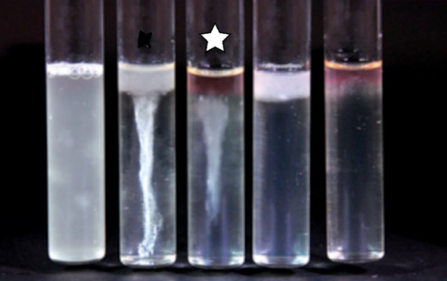 <p>FLUID THIOGLYCOLLATE BROTH</p><p>What type of organism is this based on their aerotolerance?</p>