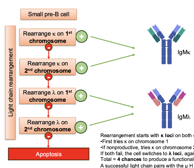 <p>rearrangement starts with k loci on both chromosomes:</p><ul><li><p>first tries k on chromosome 1</p></li><li><p>if nonproductive, tries k on chromosome 2</p></li></ul><p>if both fail the cell switches to the λ loci, again with two attempts</p><p>Total = 4 chances to produce a functional light chain</p><p>a successful light chain pairs with the μ H chain to form IgM</p><ul><li><p>IgMk or IgMλ depending on which gene succeeded</p></li></ul><p></p>