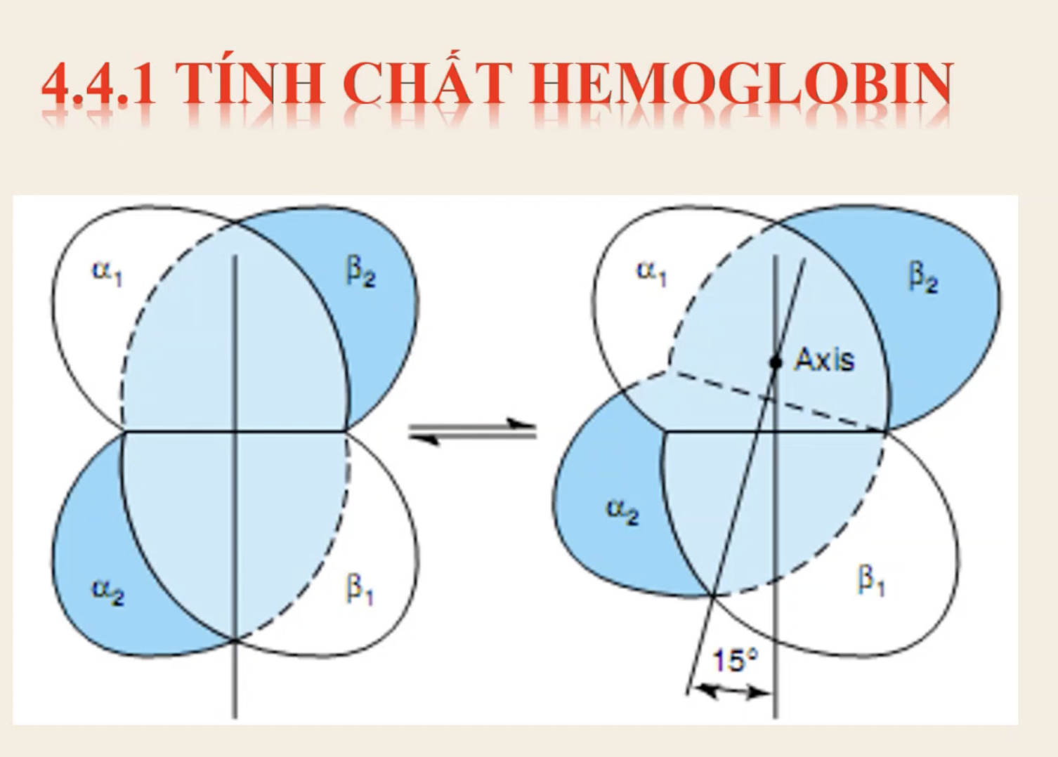 <p><strong>Sự thay đổi cấu trúc của nhóm hem từ trạng thái không gắn O₂ sang trạng thái gắn O₂ ảnh hưởng đến toàn bộ phân tử hemoglobin như thế nào?</strong></p><p>A. Làm hemoglobin chuyển từ dạng T (tense) sang dạng R (relaxed), tăng khả năng gắn O₂ ở các vị trí còn lại</p><p>B. Làm giảm ái lực của hemoglobin với O₂ để tránh gắn quá mức</p><p>C. Gây phân ly các chuỗi globin, giải phóng hem tự do</p><p>D. Không ảnh hưởng đến các bán đơn vị khác trong hemoglobin</p>