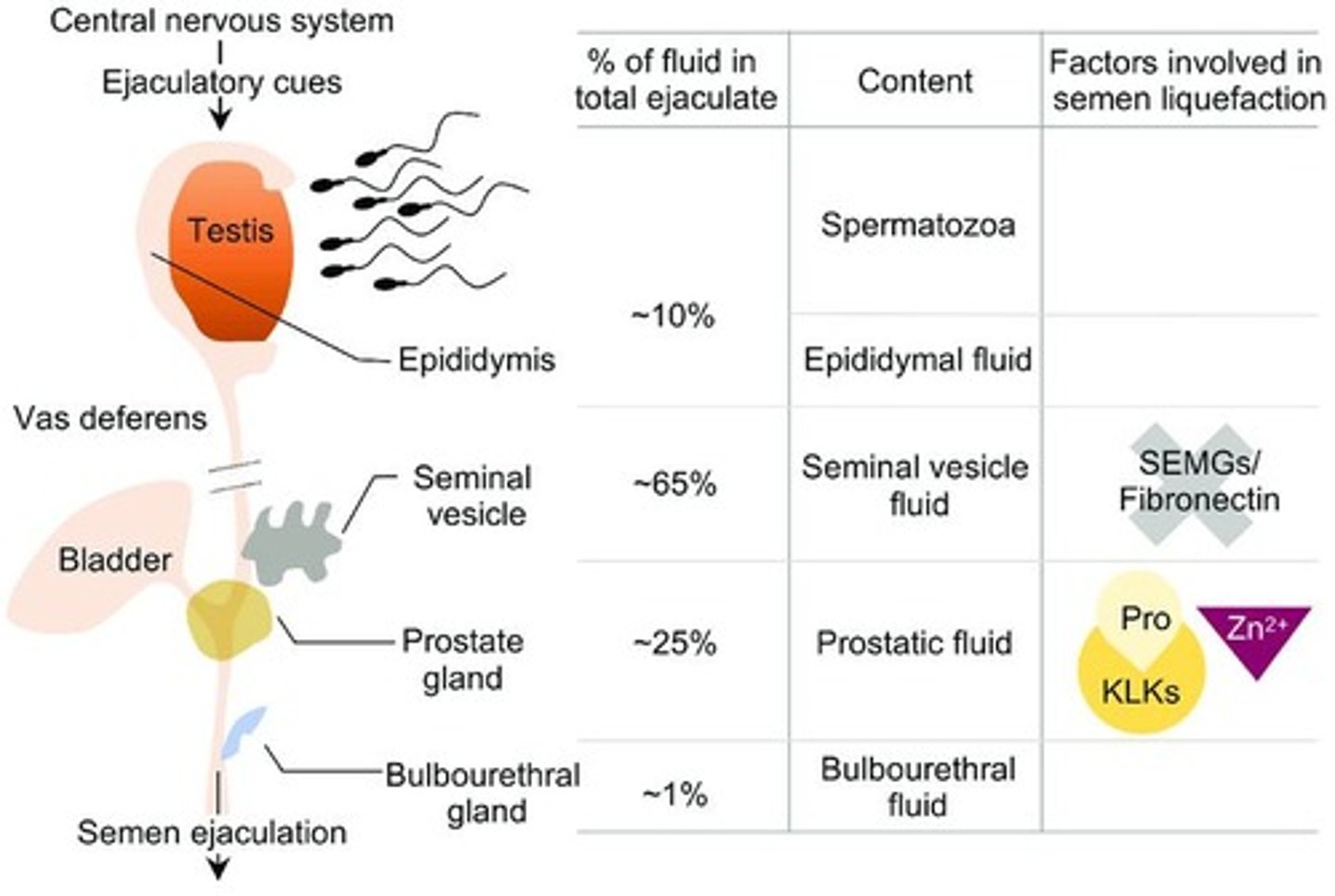 <p>The majority of seminal fluid, which contains fructose and prostaglandins.</p>