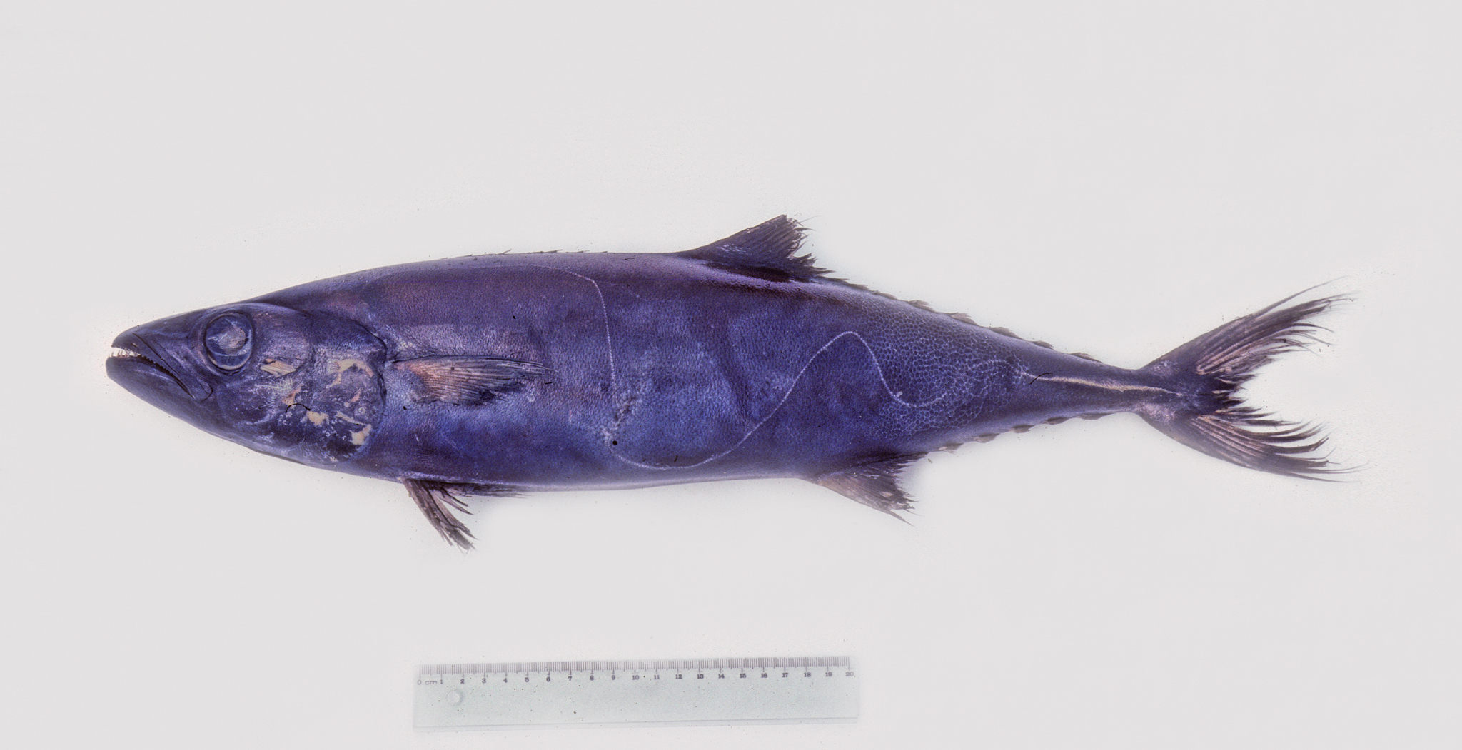 <p>almost uniformly dark brown or black with age</p><p>sinuous lateral line</p><p>caudal peduncle with one strong keep and 2 smaller keels</p><p>2nd dorsal is followed by 4-6 finlets</p><p>first dorsal is low with 8-9 spines</p>
