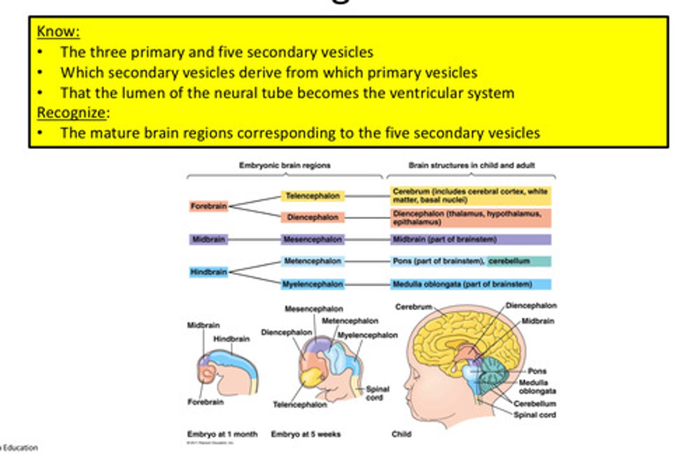 <p>1. Forebrain---&gt; Telencephalon, Diencephalon</p><p>2. Midbrain---&gt; Mesencephalon</p><p>3. Hindbrain---&gt; Metencephalon, Myelencephalon</p>