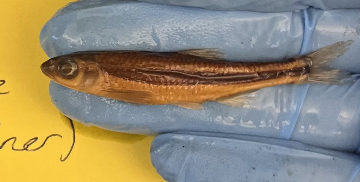 <p>Tennessee Shiner</p>