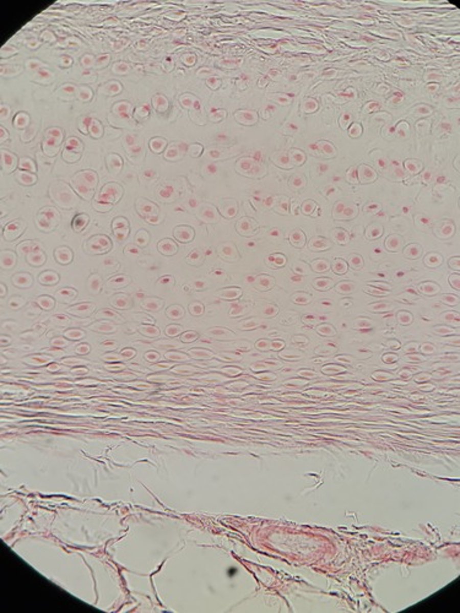 <p>Identify Tissue Type</p>