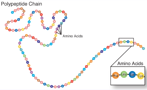 <p>Polypeptides</p>