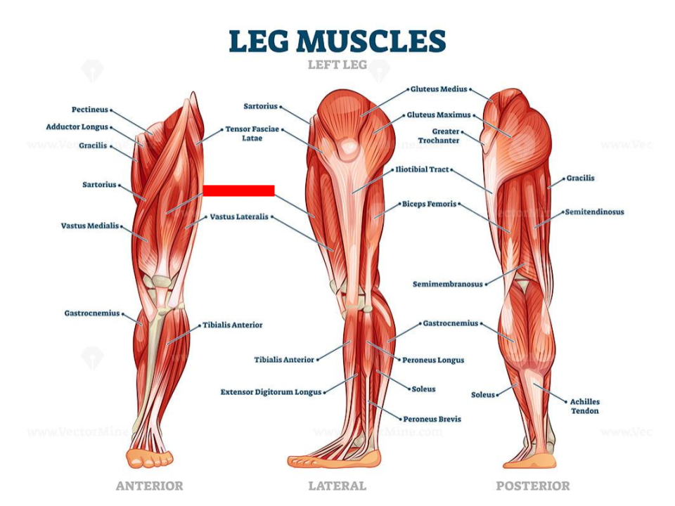 <p>Quadriceps</p>