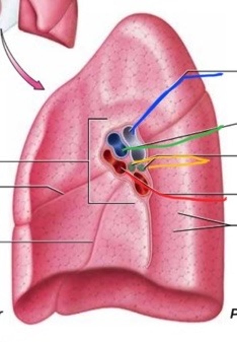 <p>Name This Structure (Yellow Arrow)</p>