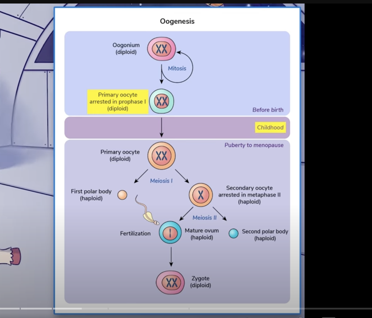 <ul><li><p>still need to become mature</p><ul><li><p>there will be no meiosis 2 and we are kinda stuck until next part!</p></li></ul></li><li><p>as sperm is crossing vitelline membrane, this triggers second meiotic division, and 2 haploid nuclei, called pronuclei, form</p></li><li><p>one will be expelled and form a second polar body</p></li><li><p>second one (mature ovum; haploid) will fuse w/ DNA from sperm during fertilization</p></li></ul>