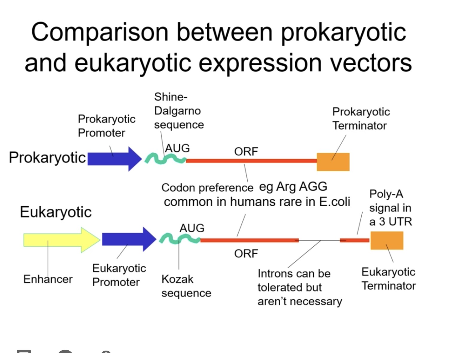 <p>(Some proteins(created by insert) are best made in a eukaryotic cell instead of a prokaryotic vector like a plasmid.)</p><p></p><p>Eukaryotic vector:</p><ul><li><p>Eukaryotic promoter (e.g. CMV, RSV, SV40).</p></li><li><p>Kozak sequence (helps ribosome recognise start codon).</p></li><li><p>Poly-A signal (3′ UTR for mRNA stability).</p></li></ul><p>—> DNA: ──AATAAA───────────────→→→</p><p>—>RNA: ──AAUAAA────────extra RNA────────<br></p><ul><li><p>Eukaryotic terminator</p></li><li><p>Selectable marker (e.g. G418 resistance).<br>Sometimes dual bacterial/eukaryotic elements for growth in E. coli and expression in mammalian cells.</p></li></ul><p></p><p>For what’s being inserted into the cell It can be:</p><ul><li><p>Transient: recombinant eukaryotic plasmid remains episomal (non-integrated); short-term expression.</p></li><li><p>Stable: plasmid integrates into host chromosome; long-term expression; requires selection (e.g. G418).</p></li></ul><p></p><p>Transient vs stable expression is about what happens after the recombinant eukaryotic expression vector is taken up by a eukaryotic cell.</p><p></p><p><span>(Plasmids are circular, extrachromosomal DNA molecules found naturally in bacteria and some lower eukaryotes (e.g. yeast), but not naturally in humans, although plasmids can be introduced into human cells experimentally as expression vectors.)</span></p><p></p><p>The gene inserted into a eukaryotic expression vector can come from either:</p><p>• a eukaryote (e.g. human gene), or a prokaryote (e.g. bacterial gene)</p><p>What matters is where you want to express the gene, not where it originally came from.</p><p></p><p><span>If the gene comes from a prokaryote, it has no introns anyway, usually works fine </span></p><p><span>If the gene comes from a eukaryote, it is often inserted as cDNA (no introns), ensures proper expression</span></p><p><span>Most gene inserts are from eukaryotes </span></p><p></p><p></p>