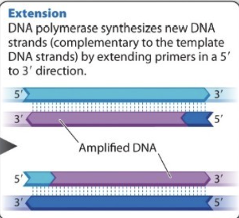 <p><span style="background-color: inherit; line-height: 19.55px; color: windowtext;">2^m (m=# of cycles of PCR)</span></p><p></p>