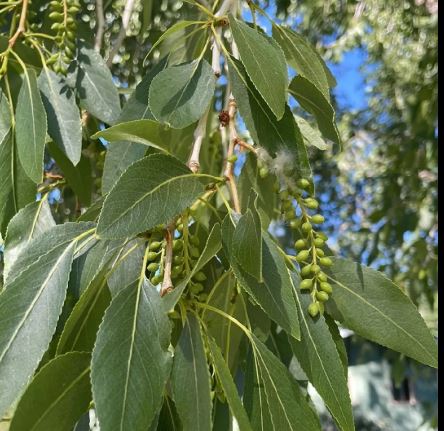 <p>narrow leaf cottonwood (extra credit)</p>