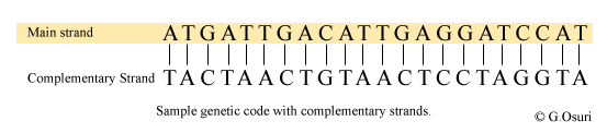 <p>tRNA mRNA?</p>