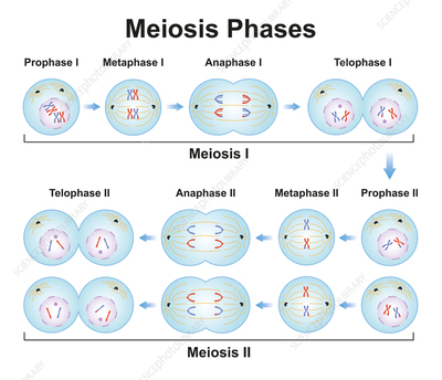 Genetics Videos & Articles Flashcards | Knowt