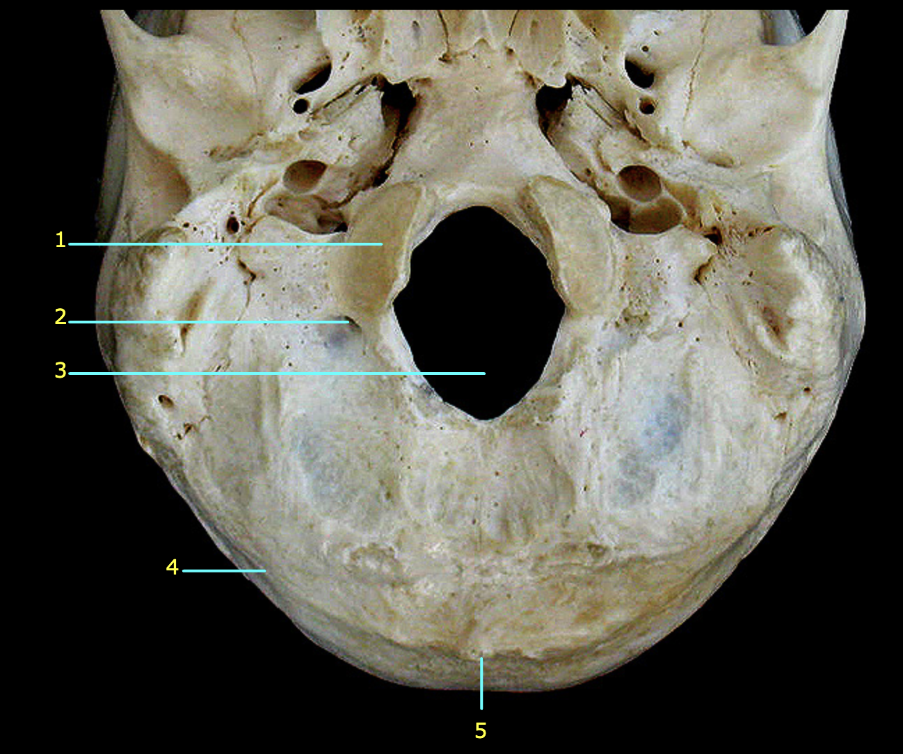 What structure is labeled 4? 