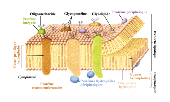 <p></p><p>Situées à la surface de la membrane, liées aux <span>&nbsp;aux extrémités hydrophiles des  </span>phospholipides ou protéines transmembranaires par des liaisons simples (<span>(hydrogènes)</span> . Exemples : Annexine, cadhérines.</p>