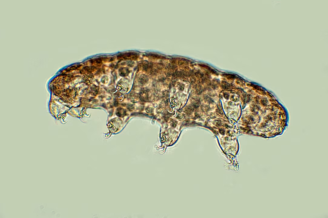 <p>live in water&nbsp;</p><p>called water bears because of claws and legs</p><p>can enter a state called crypto biosis&nbsp;</p>