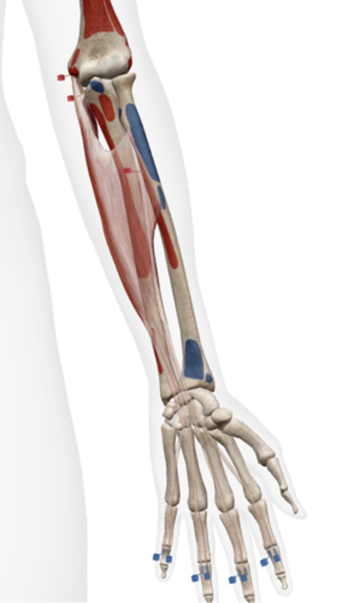 <p>Medial epicondyle of the humerus, radius, coronoid process of the ulna.</p>