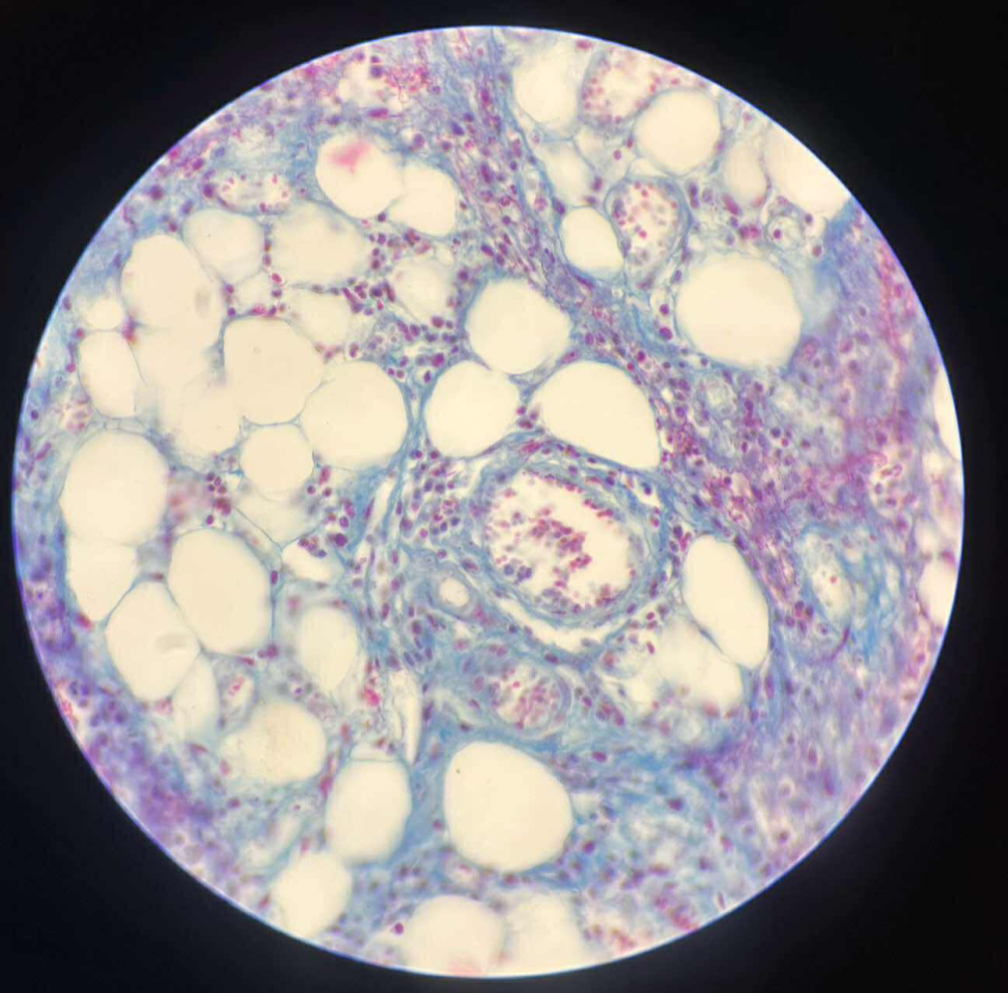 <p>what tissue is this?</p>