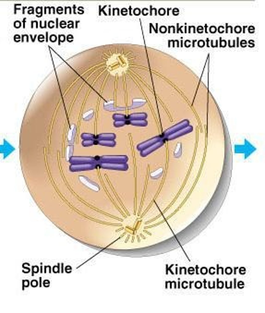 <p>The axis along which sister chromatids align during metaphase.</p>