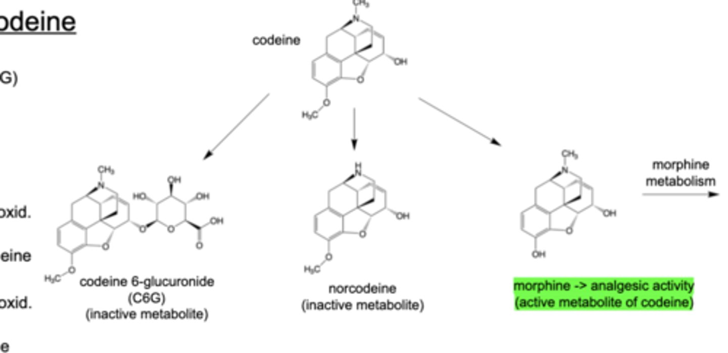 <p>Metabolism of Codeine</p>